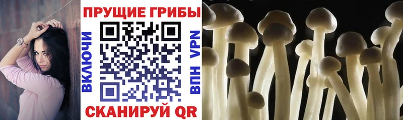 Галлюциногенные грибы Cubensis Каневская